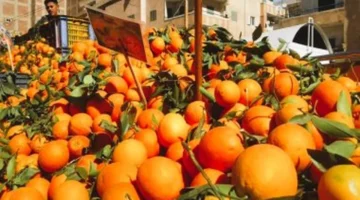 فاكهة الشتاء تغزو أسواق الأقصر بأسعار تنافسية